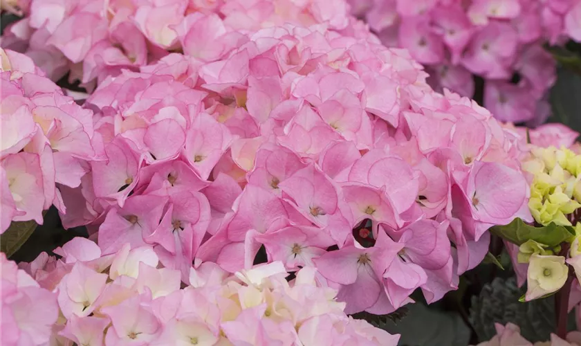 Hydrangea macrophylla 'SAXON® Schloß Zuschendorf'