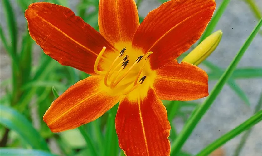 Hemerocallis 'Sammy Russel'