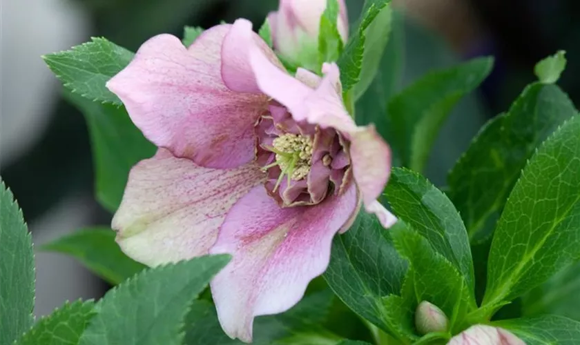 Helleborus 'Pretty Pink'