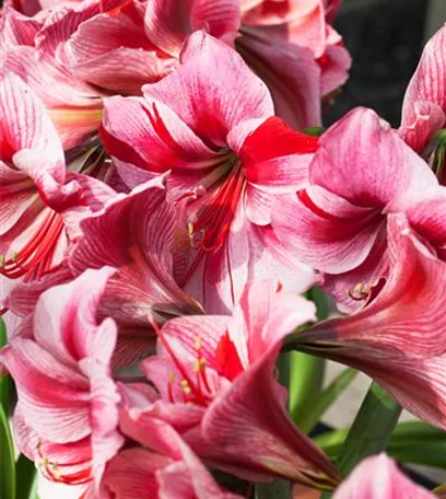 Amaryllis – weihnachtlicher Blütentraum