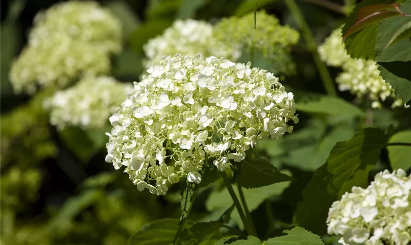 Hydrangea arborescens 'White Dome'®