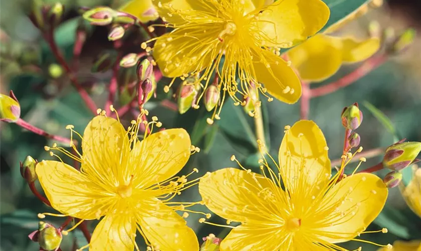 Hypericum androsaemum 'Excellent Flair'