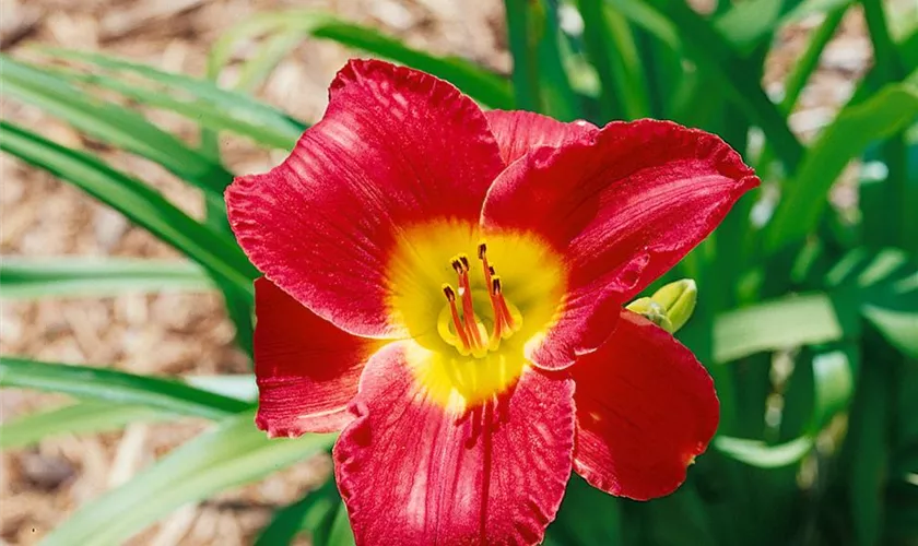 Hemerocallis 'Scarlet Orbit'