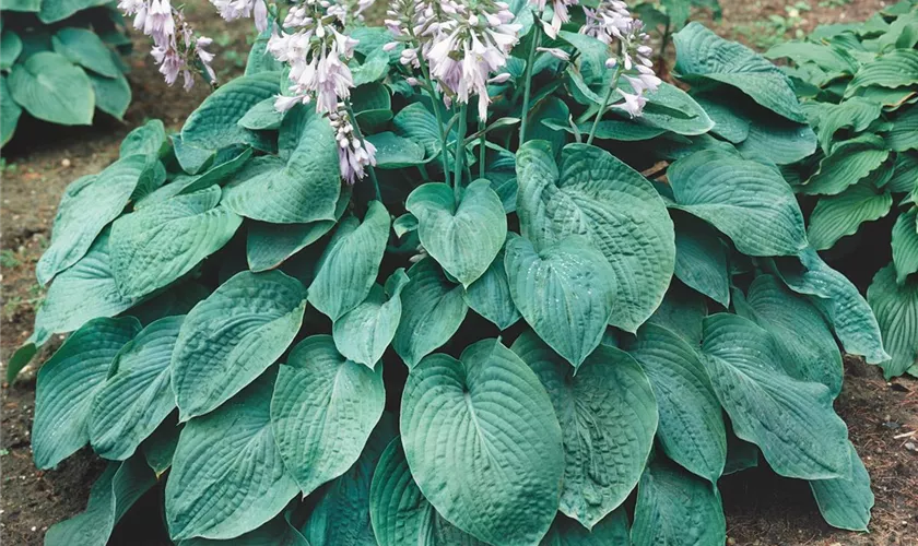 Hosta sieboldiana 'Elegans'