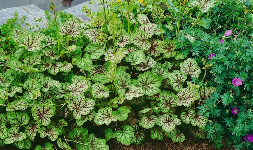 Heucherella 'Pink Whisper'