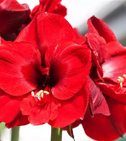 Amaryllis – pflanzen und pflegen im Haus