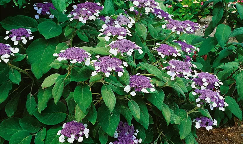 Hydrangea aspera 'Macrophylla'