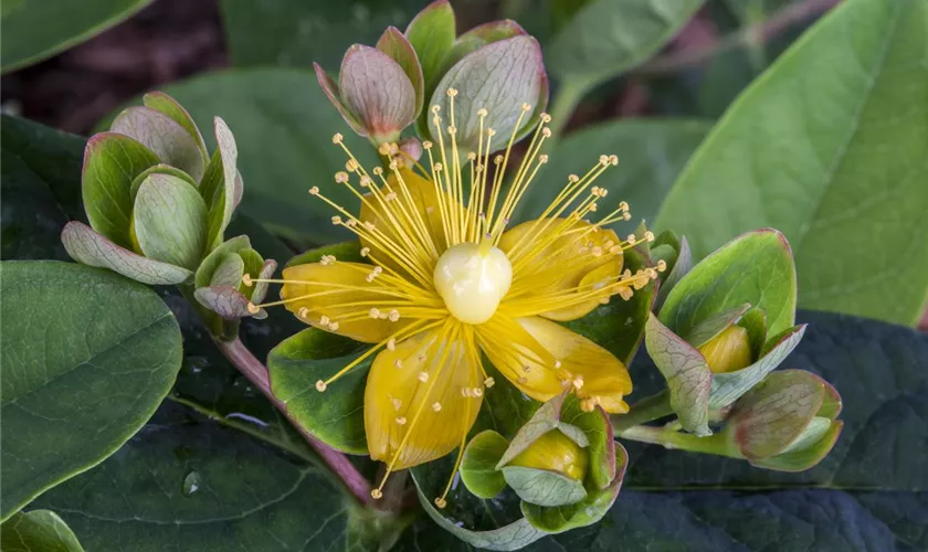 Johanniskraut 'Orange Flair'