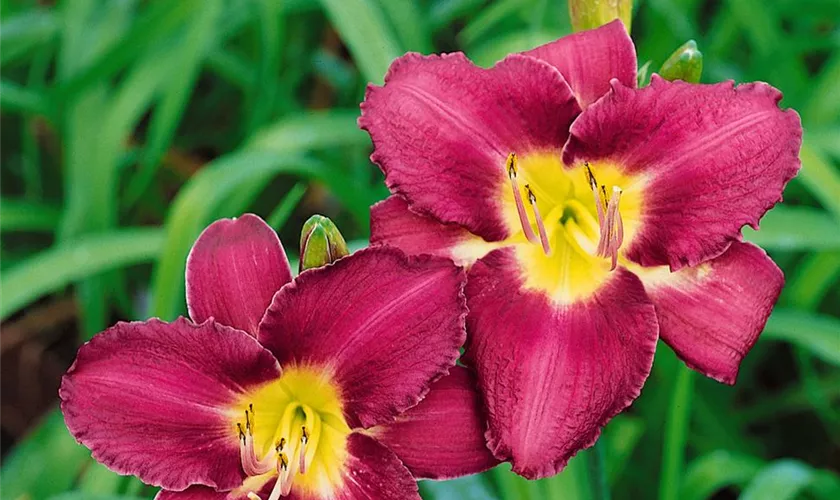 Hemerocallis 'Sebastian'