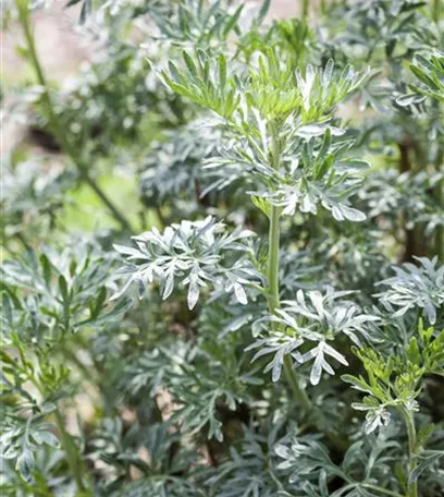 Besondere Kräuter mit ganz besonderen Aromen