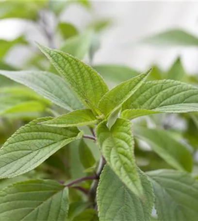 Besondere Kräuter mit ganz besonderen Aromen