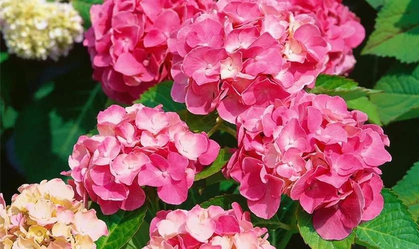 Hydrangea macrophylla 'Sibilla'