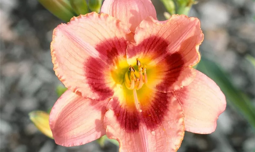 Hemerocallis 'Siloam Shocker'