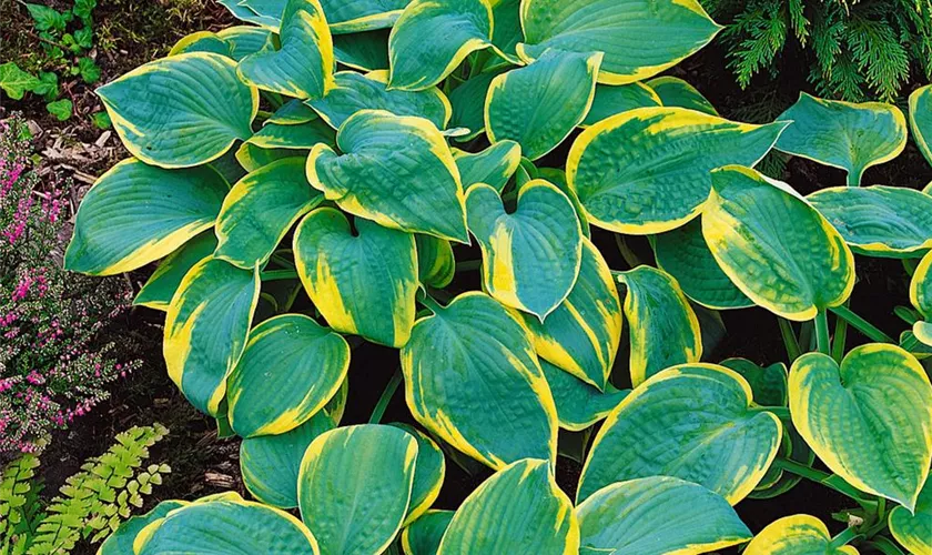 Hosta sieboldiana 'Samurai'