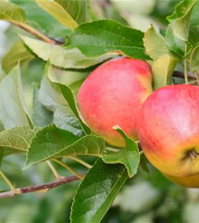 Obstbaumschnitt im Winter