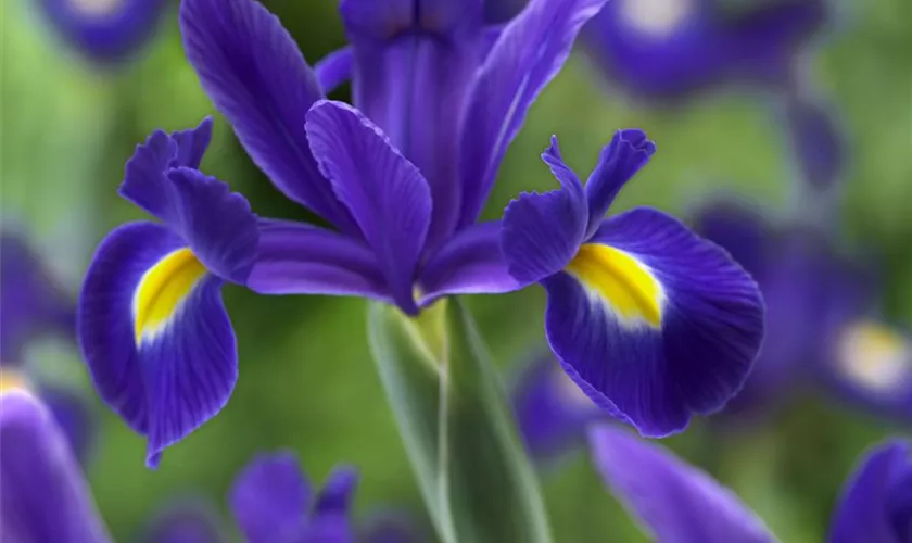 Holländische Iris 'Blue Magic'