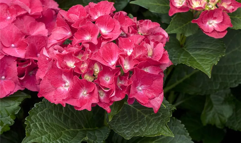 Hydrangea macrophylla 'Speedy Red'