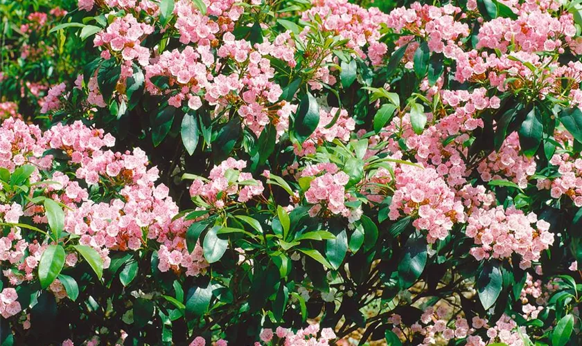 Kalmia latifolia 'Pink Supreme'