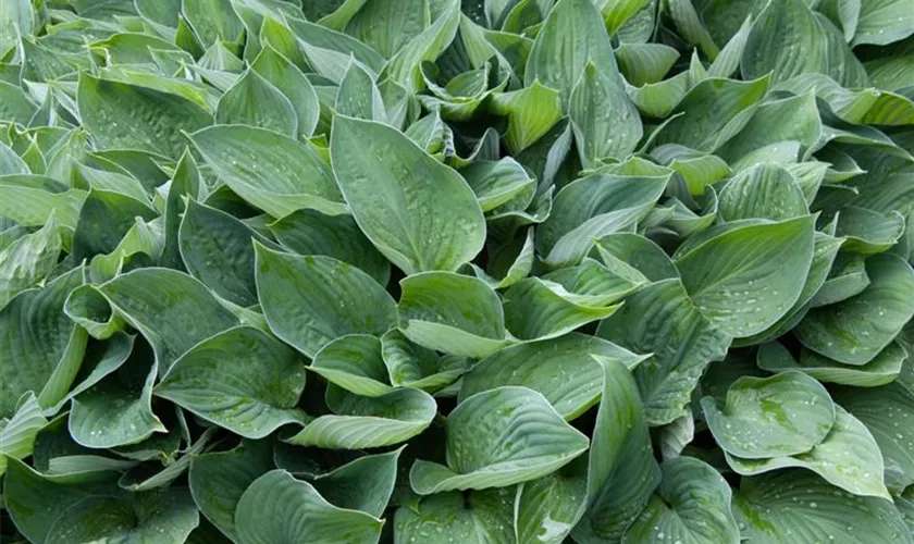 Hosta sieboldiana 'Snowden'®