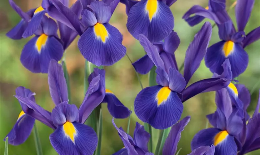 Holländische Iris 'Imperator'