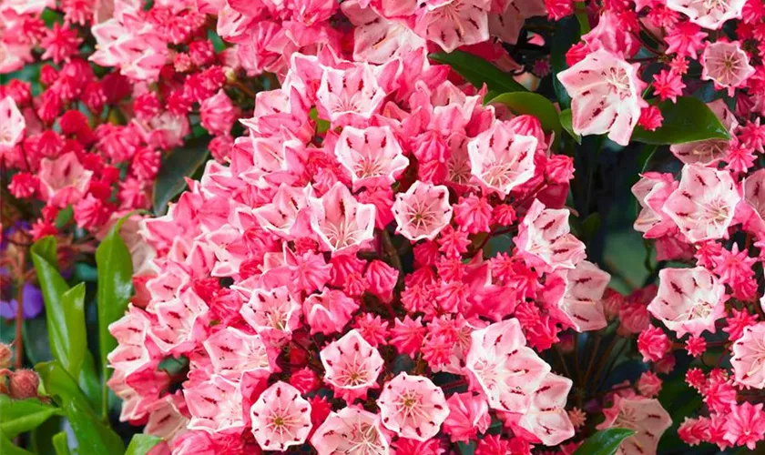 Kalmia latifolia 'Nipmuck'