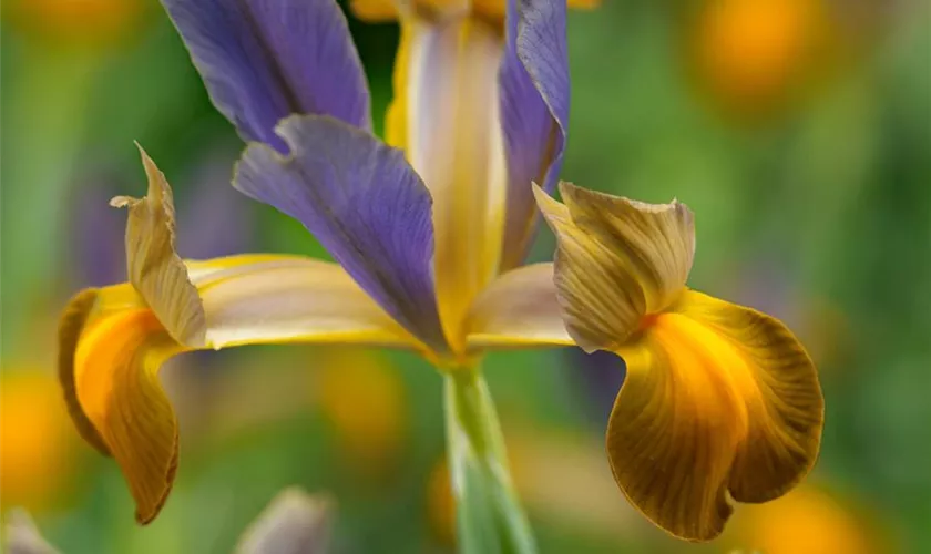 Holländische Iris 'Bronze Queen'