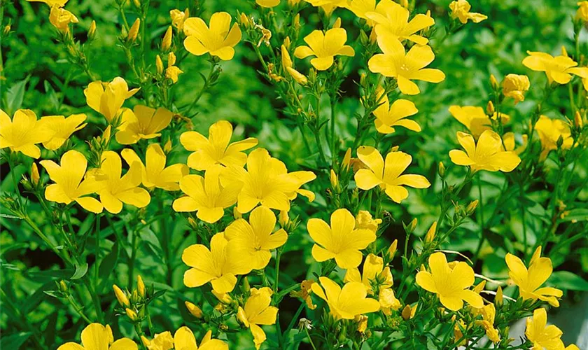 Linum flavum 'Compactum'