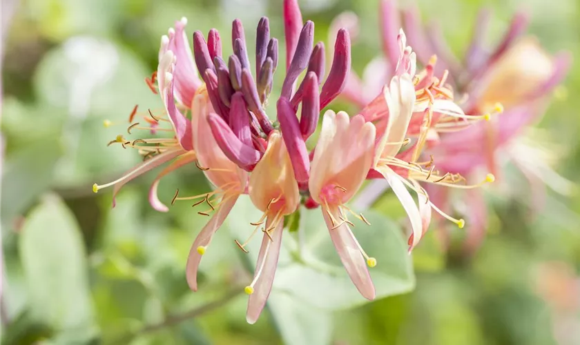 Lonicera periclymenum 'Serotina'