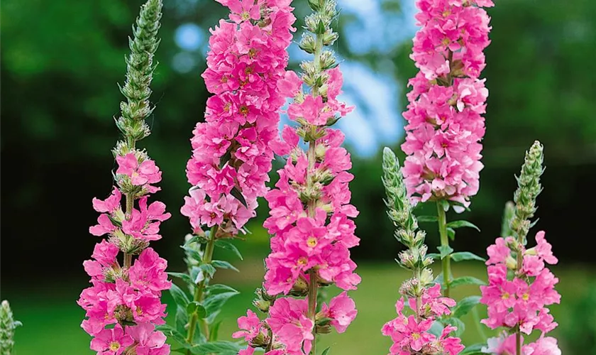 Lythrum salicaria 'Blush'