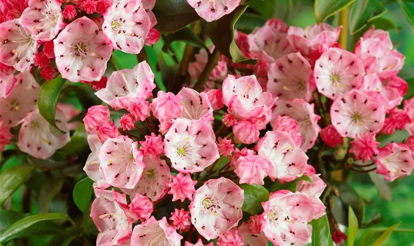 Kalmia latifolia 'Quinnipiac'