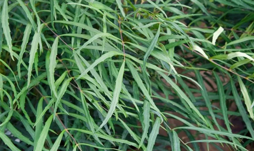 Mahonia eurybracteata 'Soft Caress'®