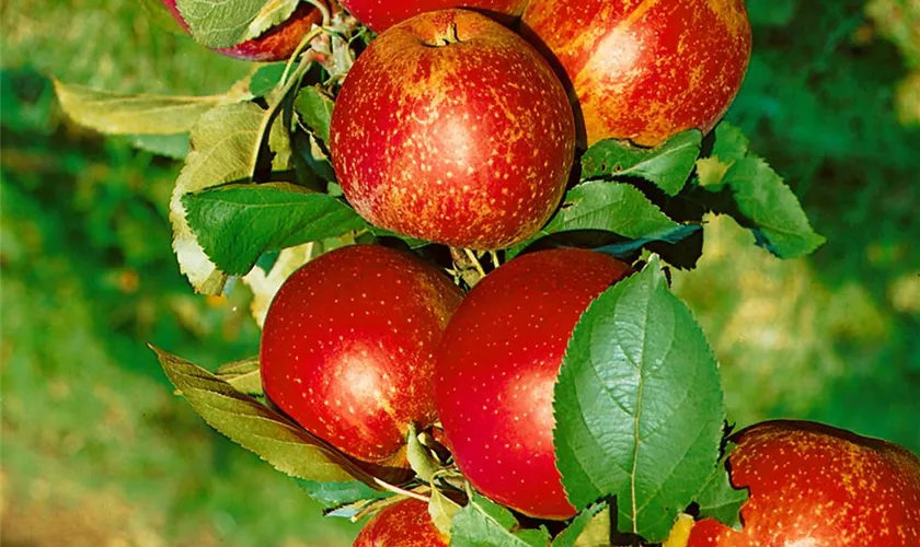 Malus domestica 'Orleans Reinette'