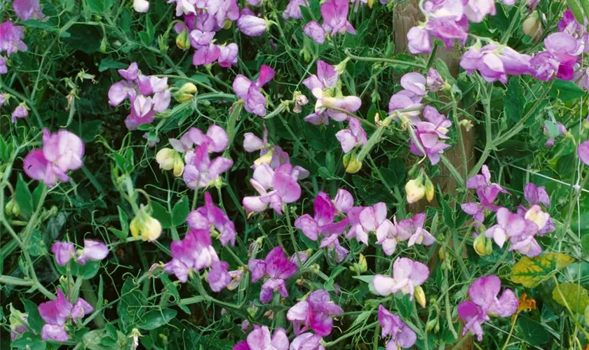 Lathyrus odoratus 'Turquoise Lagoon'