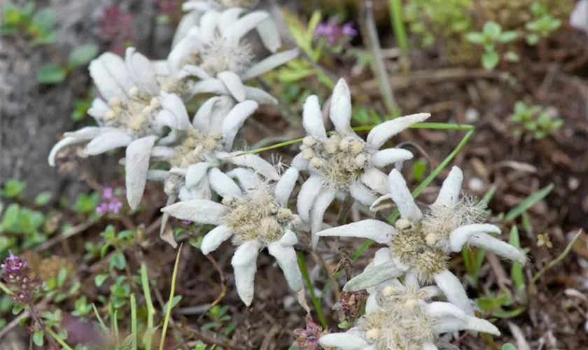 Leontopodium souliei 'Alpina White'