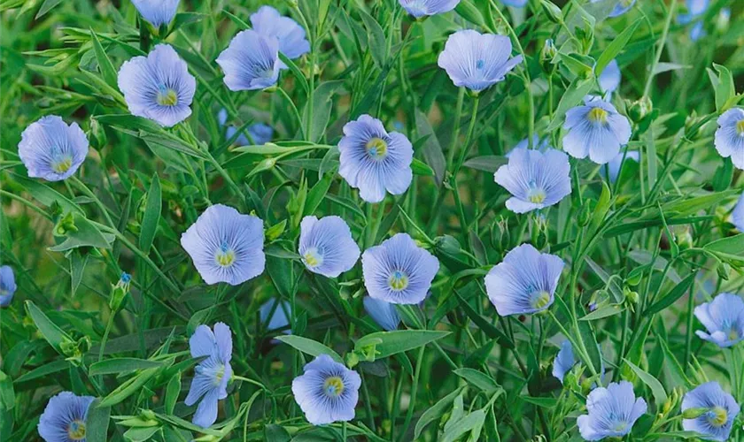 Linum perenne 'Blue Dress'