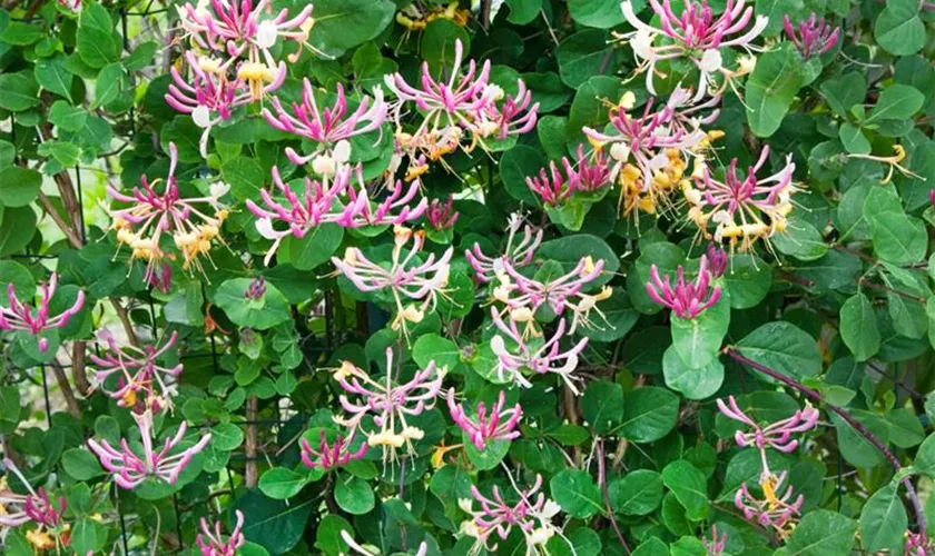 Lonicera periclymenum 'Chic Choc'