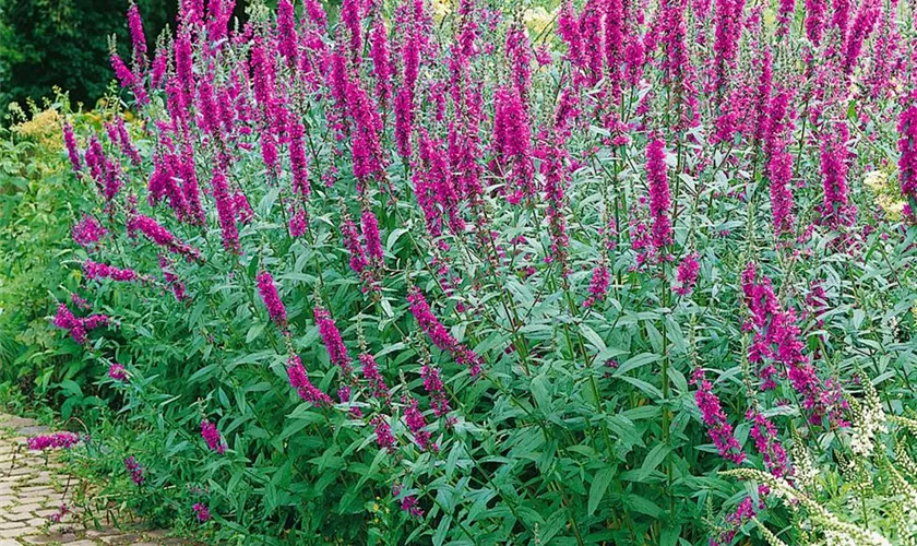 Lythrum salicaria 'Dropmore Scarlet'