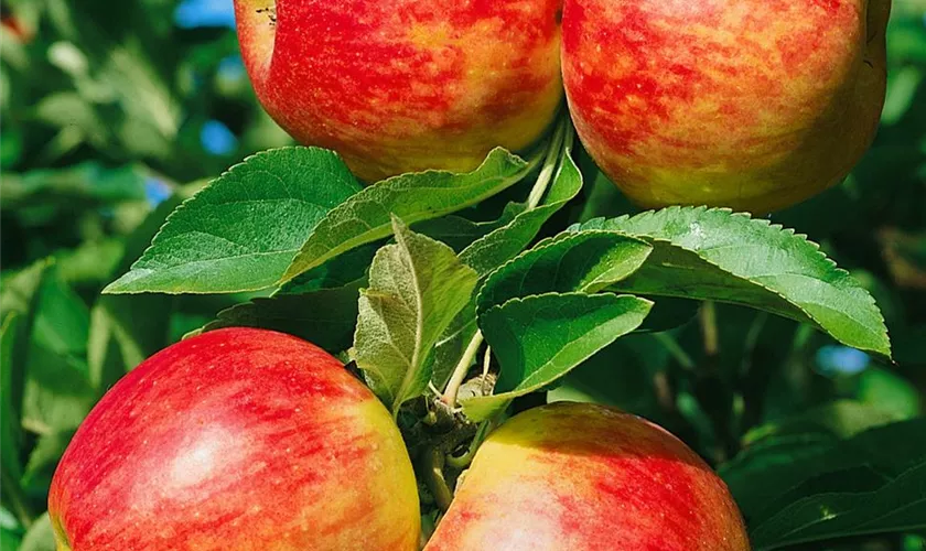 Malus domestica 'Meridian'