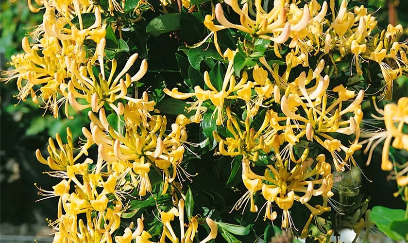 Lonicera periclymenum 'Loly'