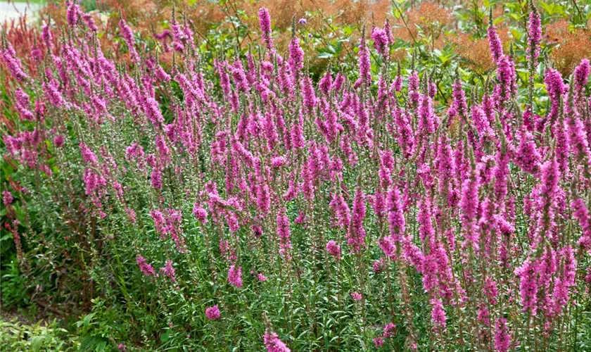 Lythrum salicaria 'Feuerkerze'