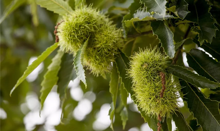 Castanea sativa 'Lyon'