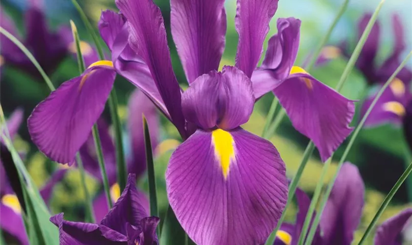 Holländische Iris 'Purple Sensation'