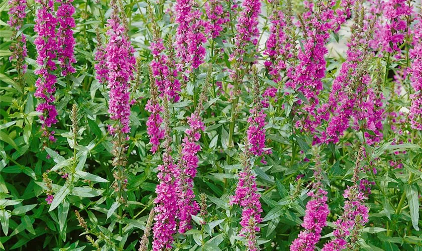 Lythrum salicaria 'Morden Pink'