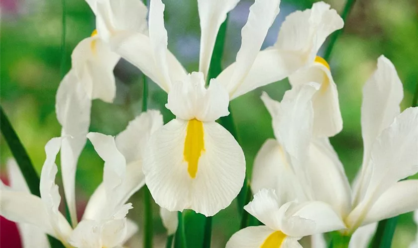 Holländische Iris 'White Wedgewood'