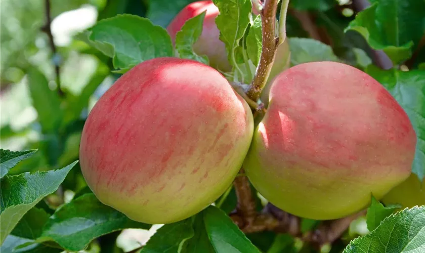 Malus domestica 'Lausitzer Nelkenapfel'