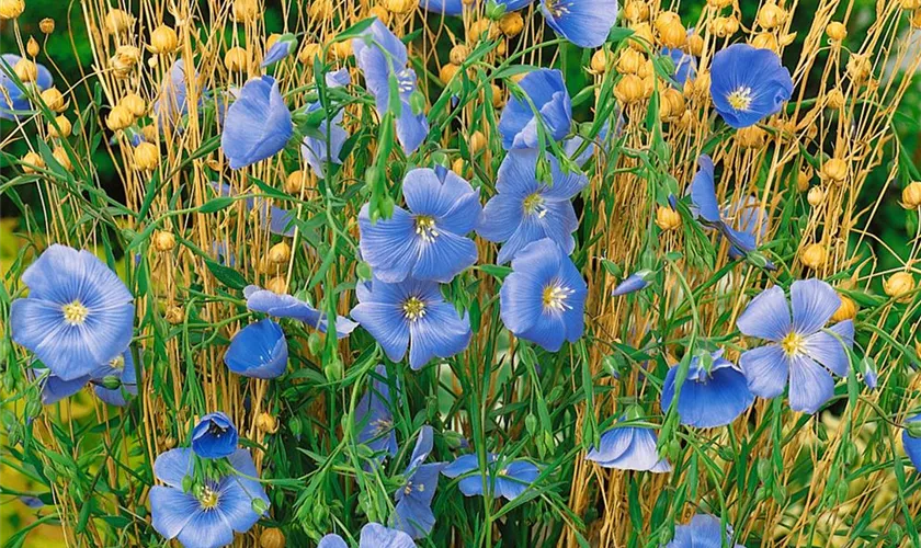 Linum perenne 'Nanum Saphir'