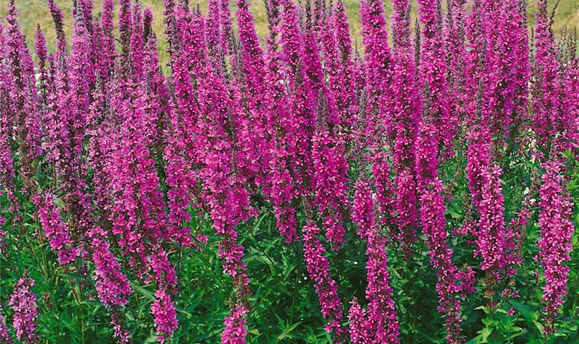 Lythrum salicaria 'Rakete'