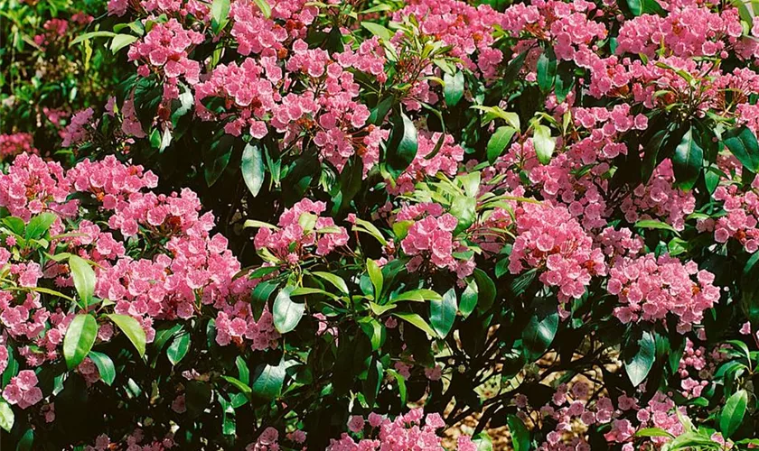 Kalmia latifolia 'Keepsake'