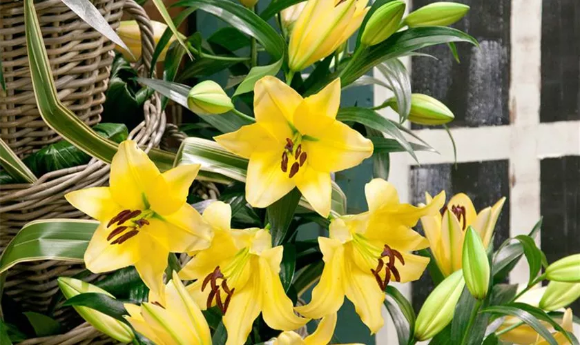 Lilium Oriental, gelb