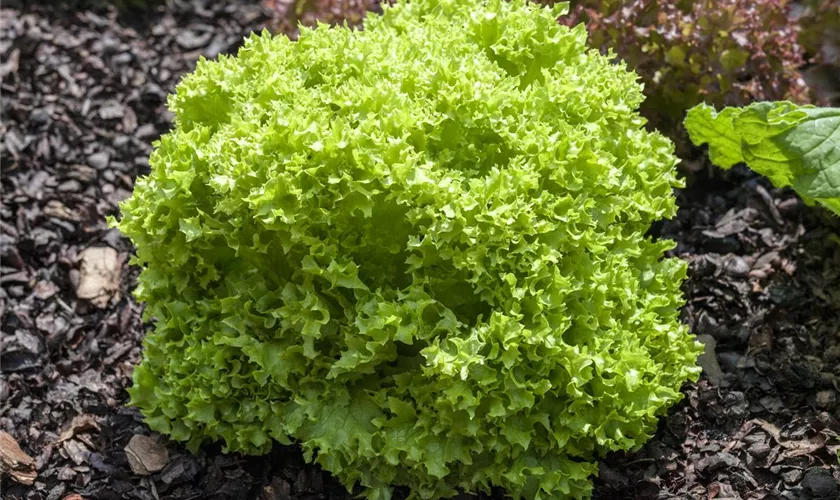 Pflücksalat 'Lollo biondo'